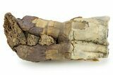 Fossil Woolly Rhino (Coelodonta) Tooth w/ Jaw Section - Siberia #380747-1